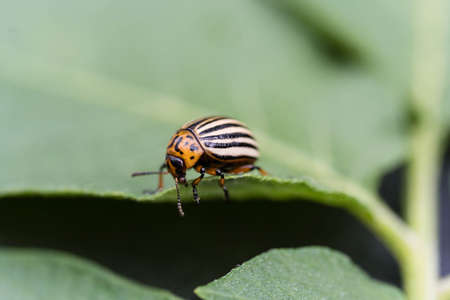 The Colorado beetle destroys the leaves of potato plants