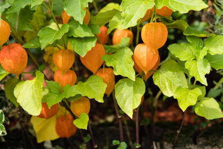 The orange fruit Physalis peruvianaの写真素材