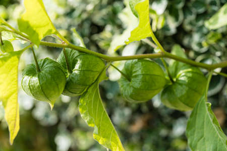 The orange fruit Physalis peruviana