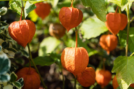 The orange fruit Physalis peruvianaの写真素材