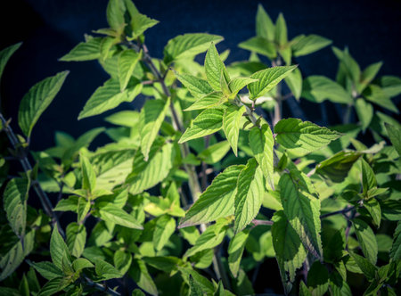 salvia elegans Pineapple sage flower