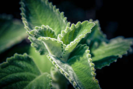 The australian lemon leaf Plectranthus species Mont Carbine