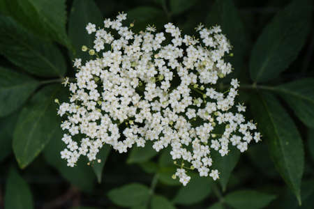 black elderberries sambucus at an elderberry bushの写真素材