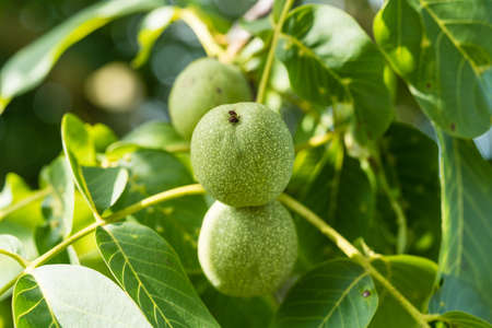 Fruits of a walnut tree