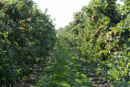 Apple trees in the old country next to hamburg