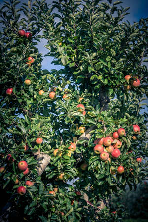 Apple trees in the old country next to hamburgの写真素材