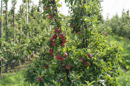 Apple trees in the old country next to hamburg