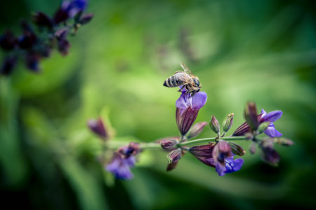 Blue Sage blossoms and green leaves on olive woodの写真素材
