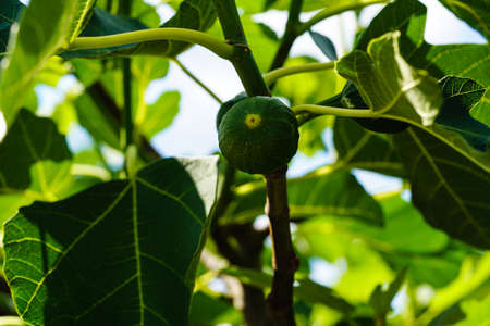 Ficus carica Fig tree with fruits in the old country next to Hamburg