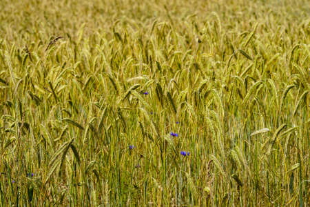 Ripe grain in a cornfield near Hamburgの写真素材