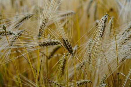 Ripe grain in a cornfield near Hamburgの写真素材