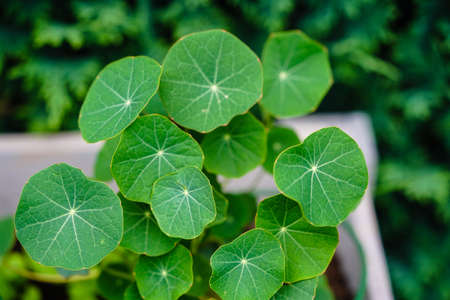 the pretty orange flowers of the nasturtium tropaeolum majusの写真素材