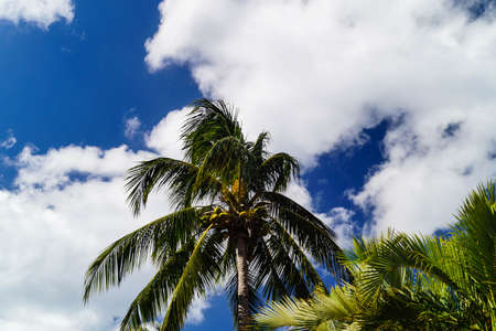Coconut Palm tree at Saint Luciaの写真素材