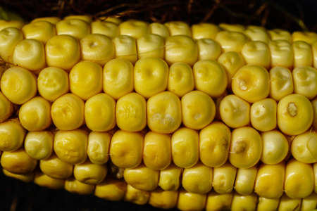 the yellow corn perfect to be fried and salted