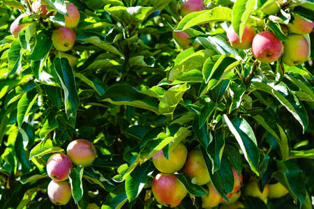 Apple tree in the old country next to Hamburgの写真素材
