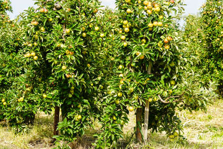 Apple tree in the old country next to Hamburg