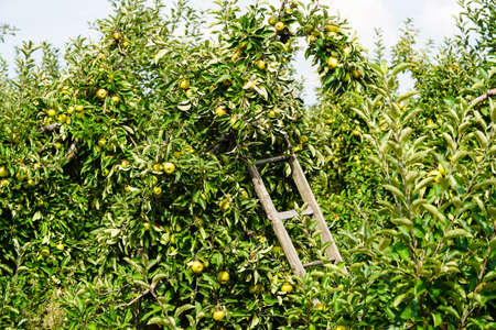 Apple tree in the old country next to Hamburgの写真素材