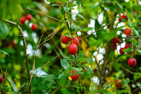 Red Mirabelle prunus cerasifera in the old land next to Hamburgの写真素材