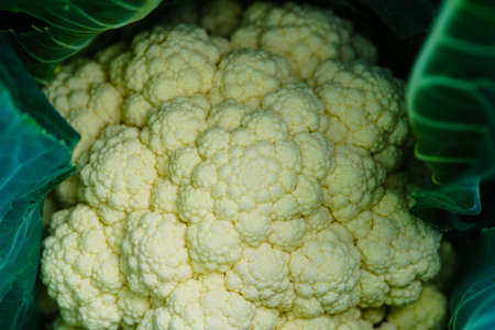 white cauliflower Brassica oleracea a healthy vegetable freshly harvested in the old country next to Hamburgの写真素材