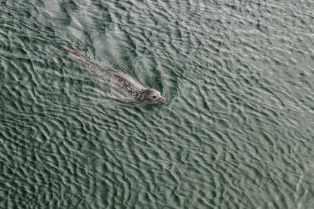 wild Gray seals Halichoerus grypus on the German North Sea coastの写真素材