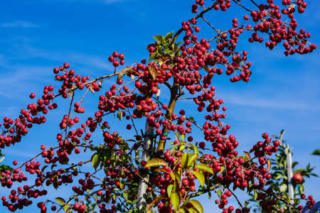 red sentinal crab apple malus sylvestris in the old country next to Hamburg