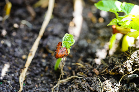 Garden beans Phaseolus vulgaris in the old country next to Hamburg