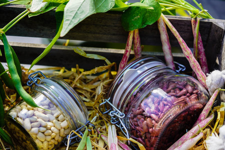 Garden beans Phaseolus vulgaris in the old country next to Hamburg