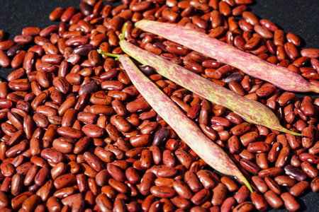 Garden beans Phaseolus vulgaris in the old country next to Hamburg