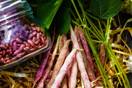 Garden beans Phaseolus vulgaris in the old country next to Hamburgの写真素材