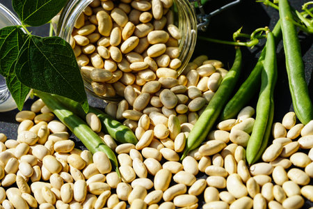 Garden beans Phaseolus vulgaris in the old country next to Hamburgの写真素材