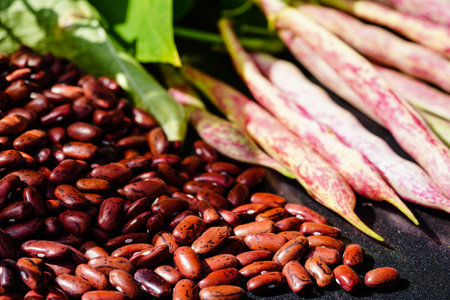 Garden beans Phaseolus vulgaris in the old country next to Hamburgの写真素材