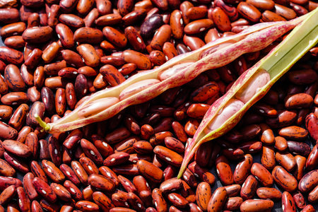 Garden beans Phaseolus vulgaris in the old country next to Hamburgの写真素材