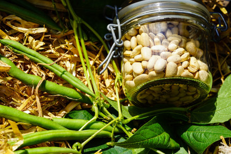 Garden beans Phaseolus vulgaris in the old country next to Hamburg