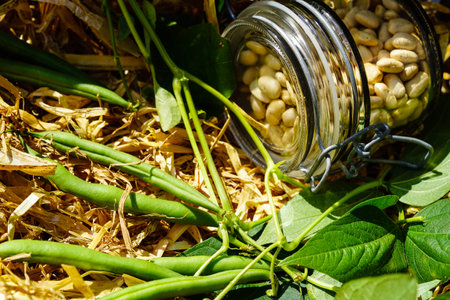 Garden beans Phaseolus vulgaris in the old country next to Hamburgの写真素材