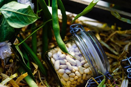Garden beans Phaseolus vulgaris in the old country next to Hamburgの写真素材