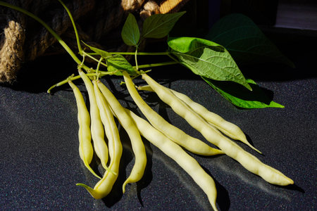 Garden beans Phaseolus vulgaris in the old country next to Hamburg
