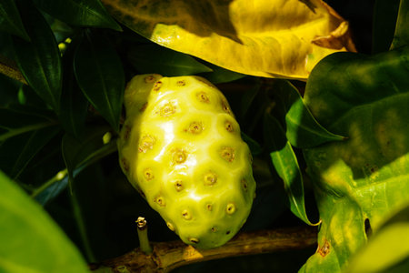 a Noni fruit Morinda citrifolia at Saint Lucia