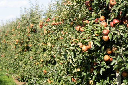 Apple tree in the old country next to Hamburg