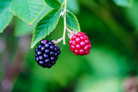 Rubus Blackberry wild forest fruits