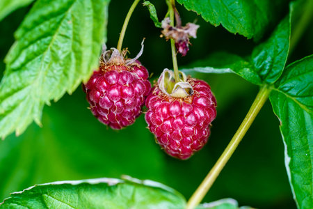 Rubus Blackberry wild forest fruits
