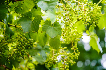 wine grapes raisins and wine leaves in the old country next to Hamburgの写真素材