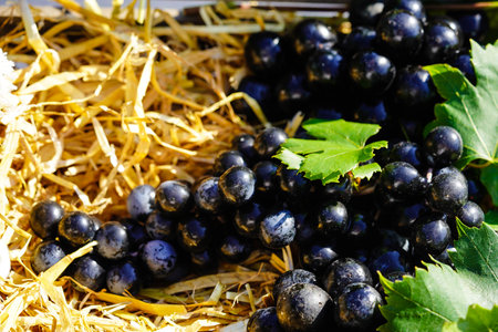 wine grapes raisins and wine leaves in the old country next to Hamburgの写真素材