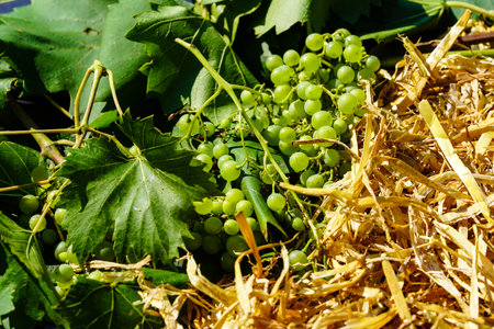 wine grapes raisins and wine leaves in the old country next to Hamburg