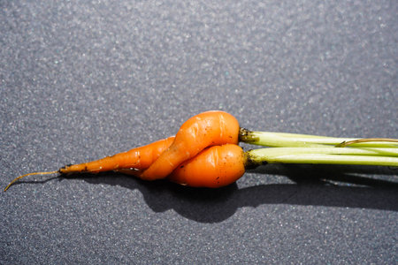 freshly harvested german root vegetablesの写真素材