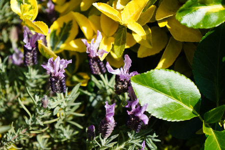 Lavender Lavendula Augustifolia in the old country next to Hamburgの写真素材
