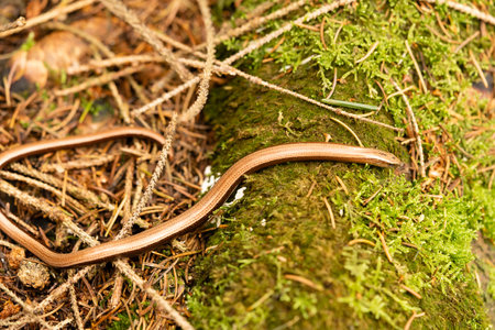 Anguis fragilis in the nature reserve Fischbeker Heide Hamburg