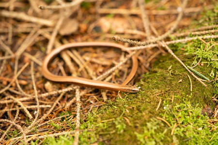 Anguis fragilis in the nature reserve Fischbeker Heide Hamburg