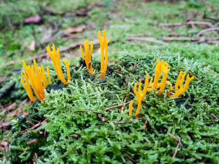 fresh wild mushrooms out of the forestの写真素材