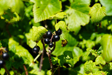 black currant Ribes nigrum leaves and berriesの写真素材
