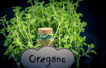 <p>oregano origanum vulgar delicious kitchen herbs</p>の写真素材